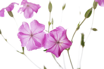 Dew drops on pink wild flowers isolated on white background