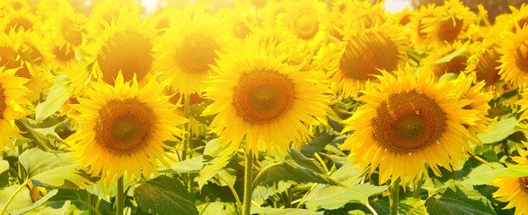 Obraz premium Sunflowers