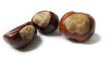 Horse Chestnuts