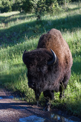Adult male bison or bufalo