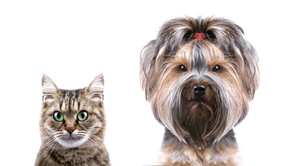 Close up portrait of dog and cat with a copy space