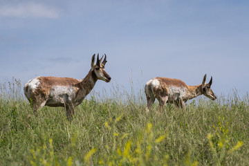 prong horn antelope
