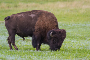 bison or buffalo