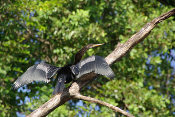 Cormoran au Honduras