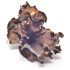 craterellus cinereus