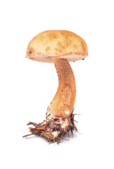 tylopilus felleus