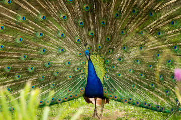 Pfau schlägt ein Rad