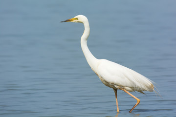 Great Egret