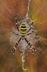 Spider Argiope