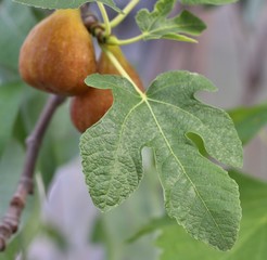 figs on the tree