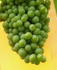 grape wine