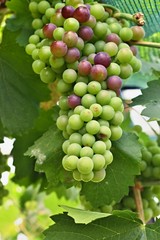 Green and red grapes on vine