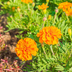 Marigolds in garden