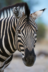 Fototapeta na wymiar Burchell's zebra portrait
