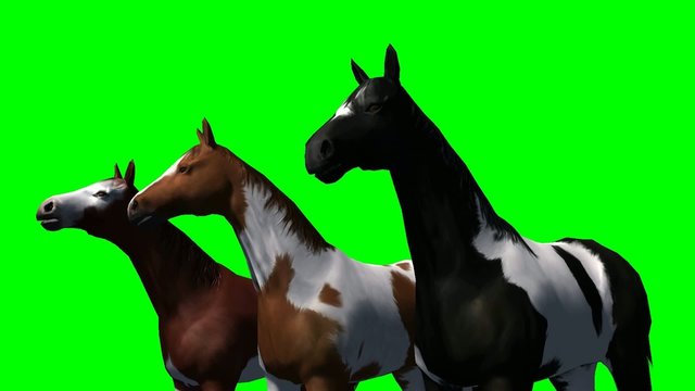 Horses in a group - green screen