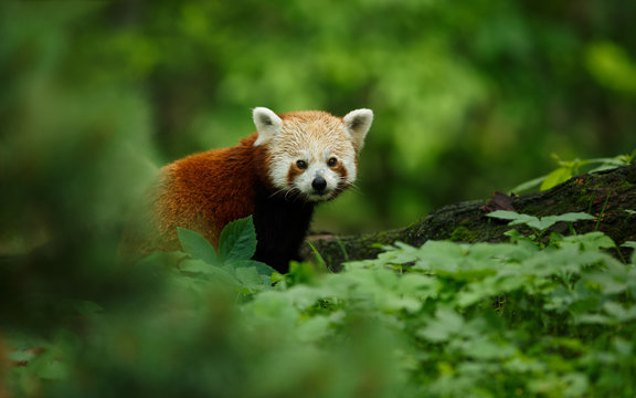 Portrait of a Red Panda (Ailurus fulgens)