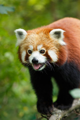 Portrait of a Red Panda (Ailurus fulgens) - 68389802