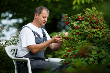 handsome gardener picking up red currants from currant bush - 68390601