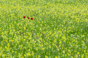 Castelluccio