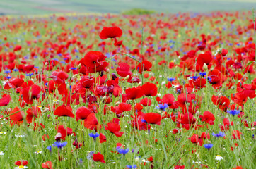 Castelluccio