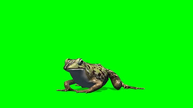 frog sits and eats - green screen