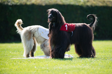 Dogs posing after lure coursing competition
