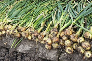 Onions drying in a line