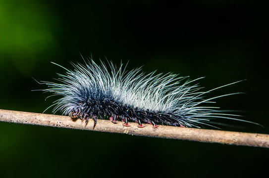 Noctuidae caterpillar in nature