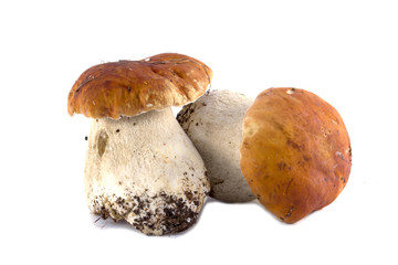 porcini mushrooms. Cep on white background
