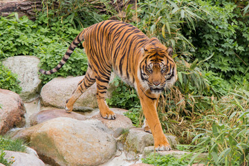 Fototapeta premium Indian tiger