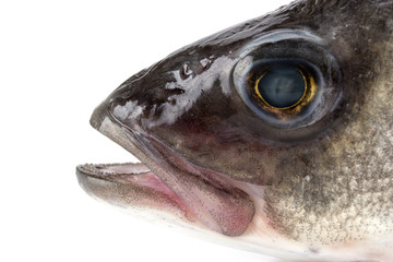 Fish head isolated on white background.