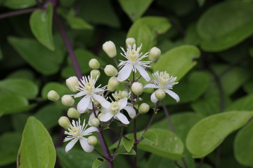 White blossoms with long stamen