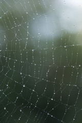 Spider web