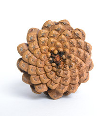 Bottom of Pine-cone