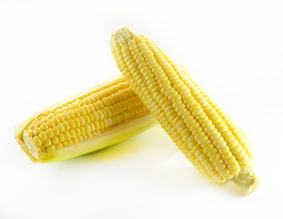 fresh corn fruits  isolated on white background