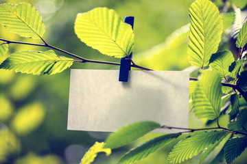 Blank white note paper hanging in green leaves