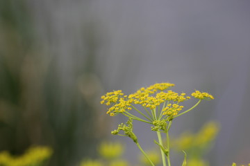 Obraz premium Umbel of parsnip (Pastinaca sativa) with blossoms