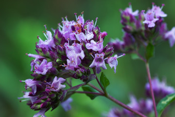 Obraz premium Origanum vulgare inflorescence