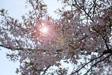 cherry tree