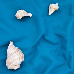Set of seashells, card, copy space