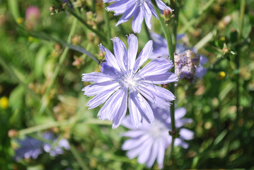Flowers of wild chicory