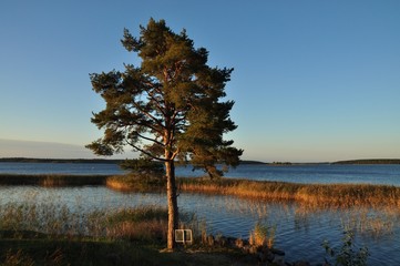 Одинокая сосна © marinik59