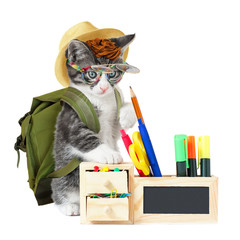 Hipster kitty goes to school