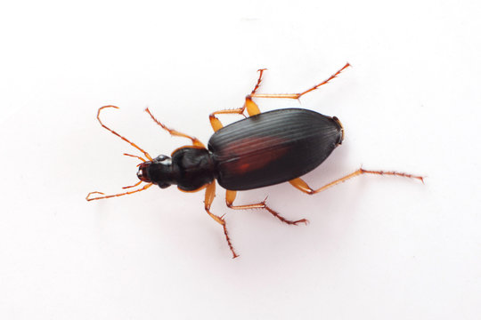 beetle