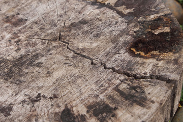 Crack on cut wood