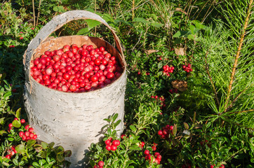 ТУЕСОК С БРУСНИКОЙ.