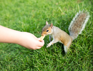 Naklejka premium Nourrir un écureuil