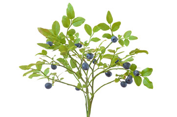 Ripe fresh blueberry branch © voltan