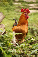 Rooster