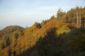 Fototapeta premium Autumn leafs